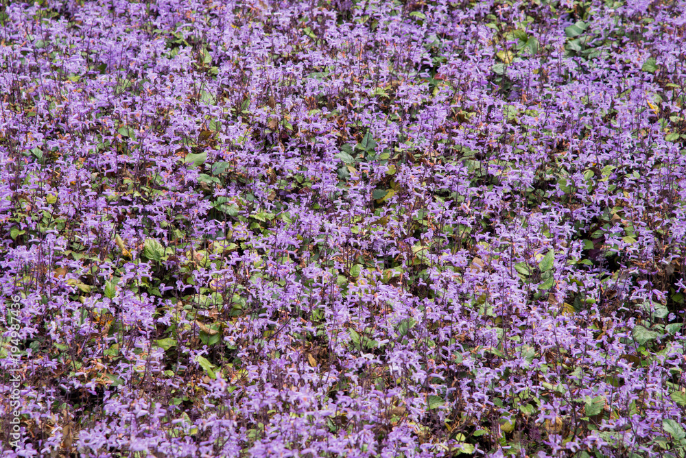 field of purple flowers