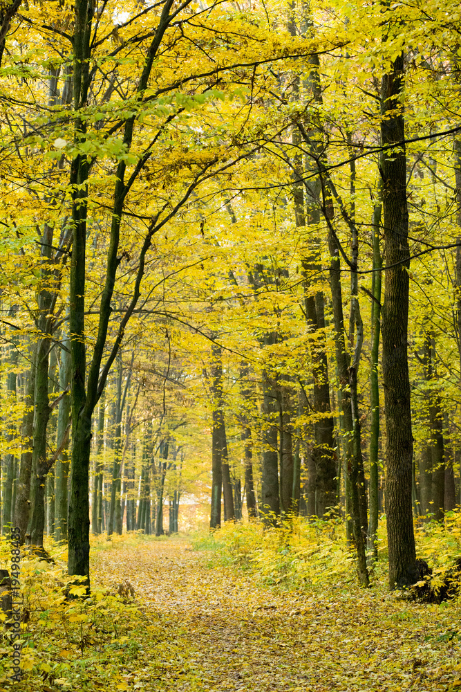 Obraz premium autumn forest