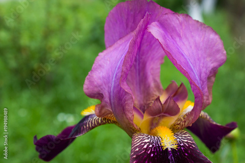 Fototapeta Naklejka Na Ścianę i Meble -  bearded iris cultivar