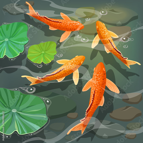Poster carps Koi fish under water. Vector illustration.
