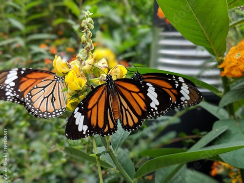Butterflies in HK Park