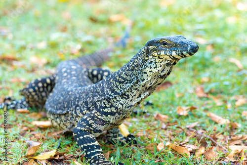 Close-up on a Goanna  large Australian native lizard