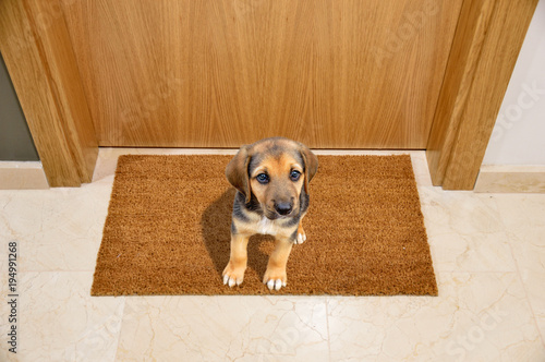 Fototapeta Naklejka Na Ścianę i Meble -  Dog welcome home