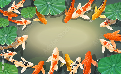 Carps Koi fish under water. Underwater view with space for text. Vector illustration.