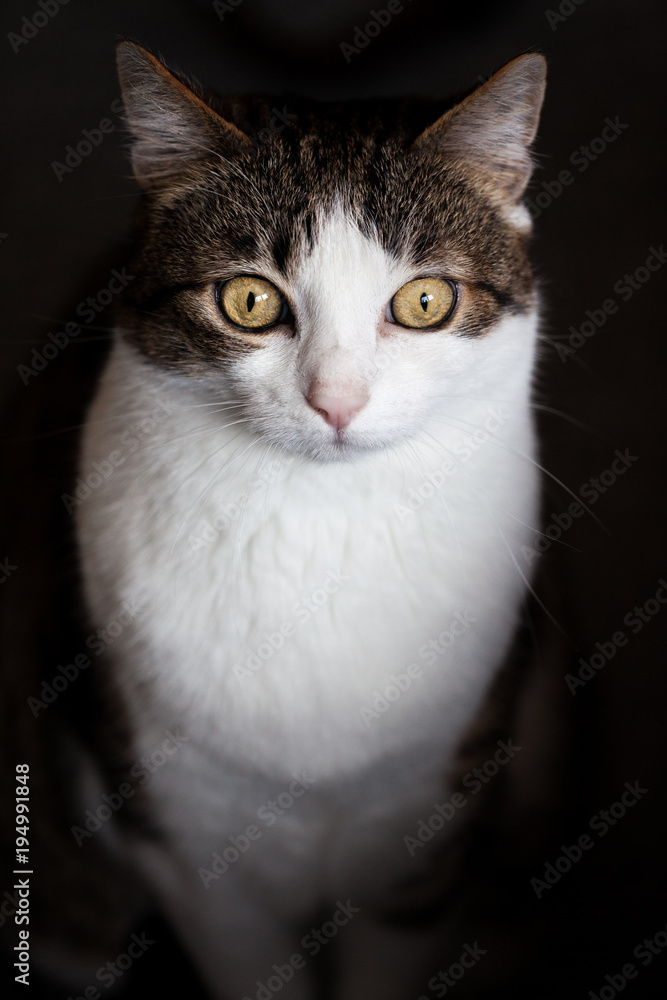 Tabby cat, isolated