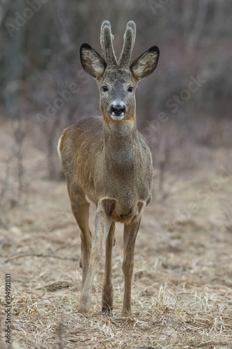 roe, deer, animal, wildlife © Victor