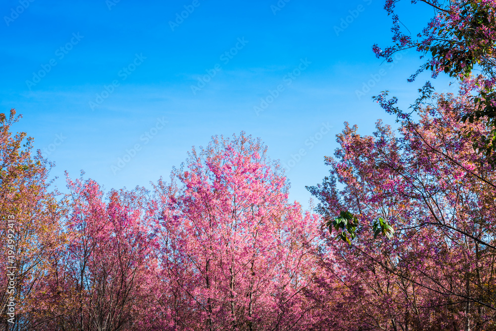 Wild Himalayan Cherry, Prunus cerasoides