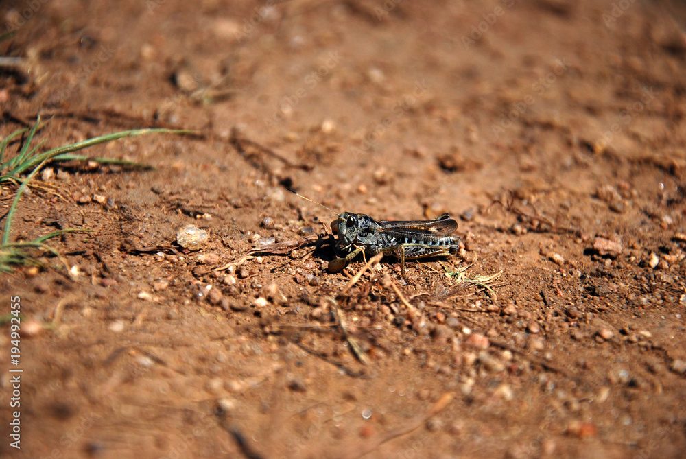 Grasshopper sitting on the ground Grasshopper sitting on the ground