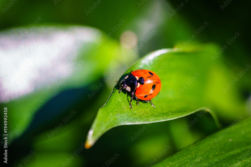 A ladybug on leaves. Coccinellidae is a widespread family of small beetles. They are commonly yellow, orange, or red with small black spots on their wing covers, with black legs, heads and antennae. A ladybug on leaves. Coccinellidae is a widespread family of small beetles. They are commonly yellow, orange, or red with small black spots on their wing covers, with black legs, heads and antennae.
