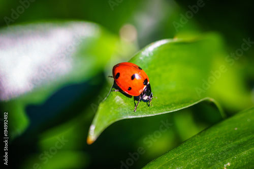 A ladybug on leaves. Coccinellidae is a widespread family of small beetles. They are commonly yellow, orange, or red with small black spots on their wing covers, with black legs, heads and antennae. 