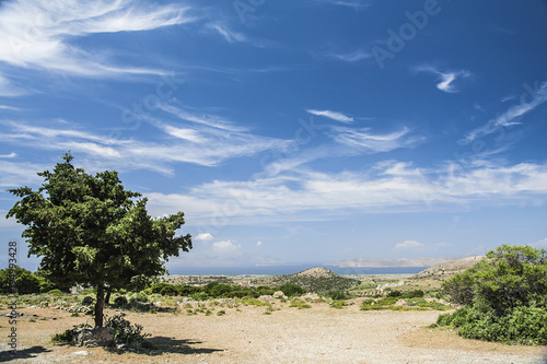 Green trees in sunny day. Landscape with cloudy blue sky