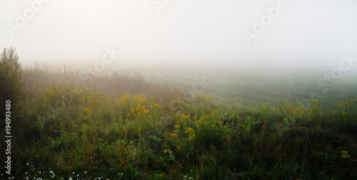 Meadow in the dense morning fog. Rural landscape. Panorama shot.