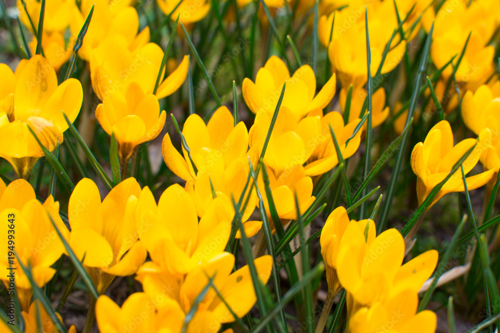 Beautiful crocuses flowers in garden. Spring yellow flowers crocuses