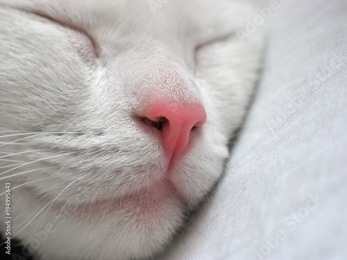 Portret śpiącego, białego kota
