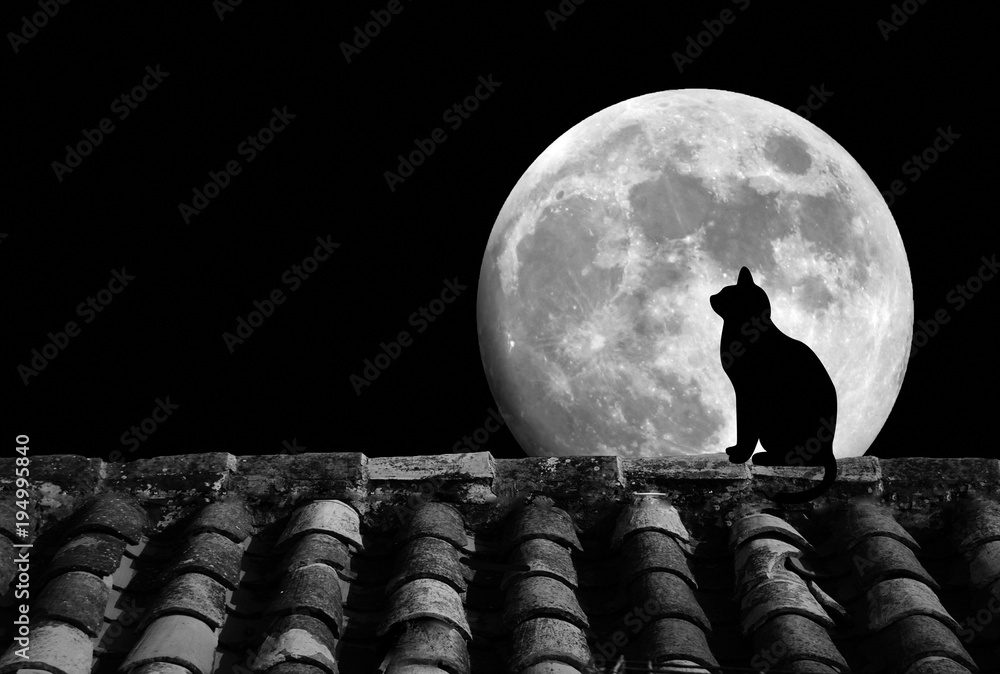 Gato, luna llena y tejado, silueta, fondo negro Stock Photo | Adobe Stock