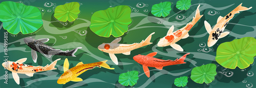 Carps Koi fish under water. Vector illustration.