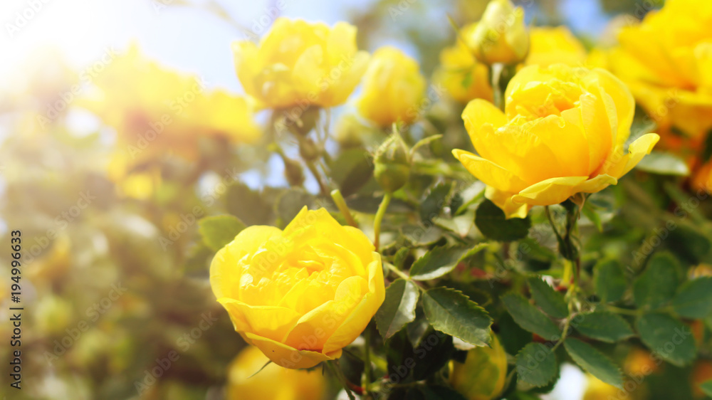 wild rose with yellow flowers, summer wild rose with yellow flowers, summer