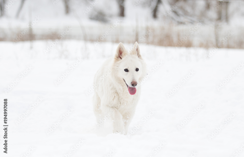 white Swiss Shepherd on a winter walk white Swiss Shepherd on a winter walk