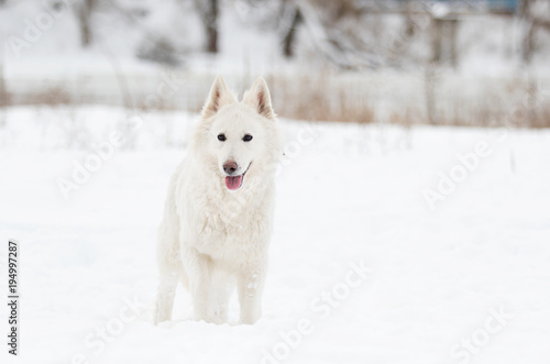 white Swiss Shepherd on a winter walk