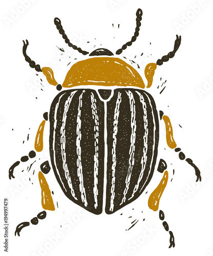 Colorado potato beetle linocut illustration, draw, ink, vector