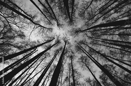 Looking up trees in the woods in black and white