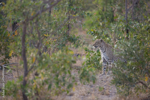 A horizontal  distant  colour photograph of a leopard  Panthera pardus  in the greater Kruger Transfrontier Park  South Africa.