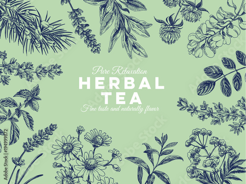 Beautiful vector hand drawn tea herbs Illustration.
