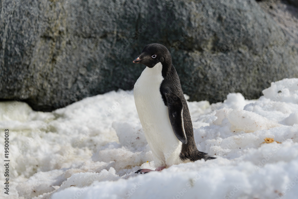 Obraz premium Adelie penguin on snow