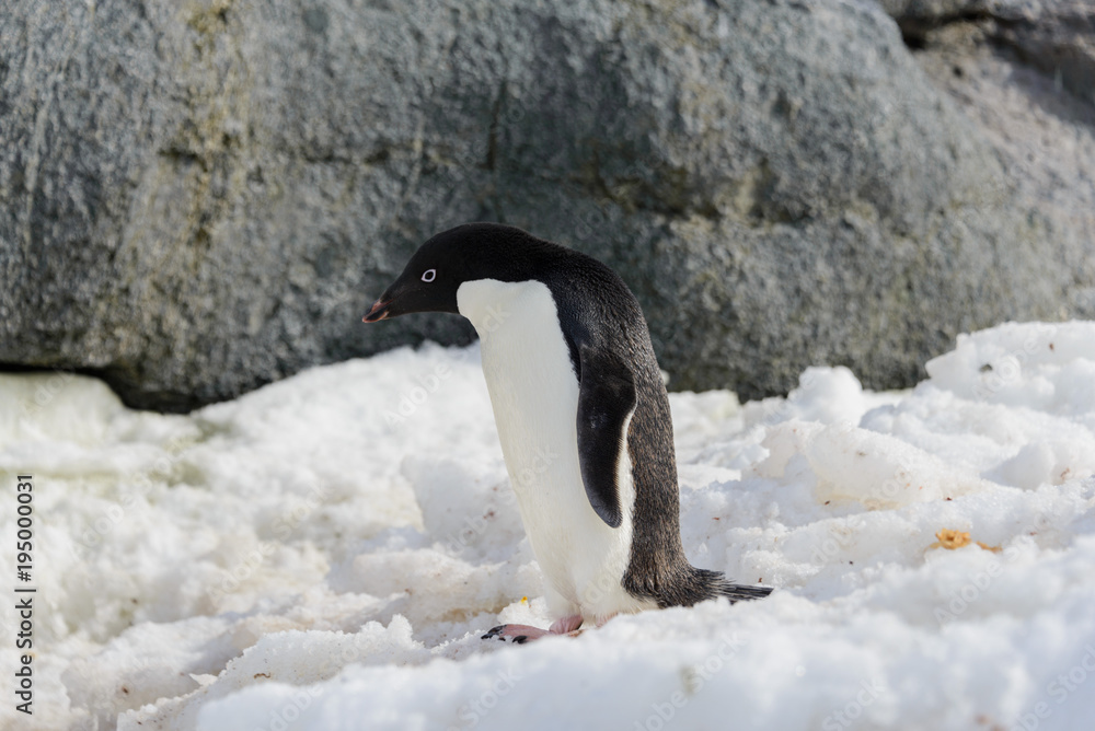 Fototapeta premium Adelie penguin on snow