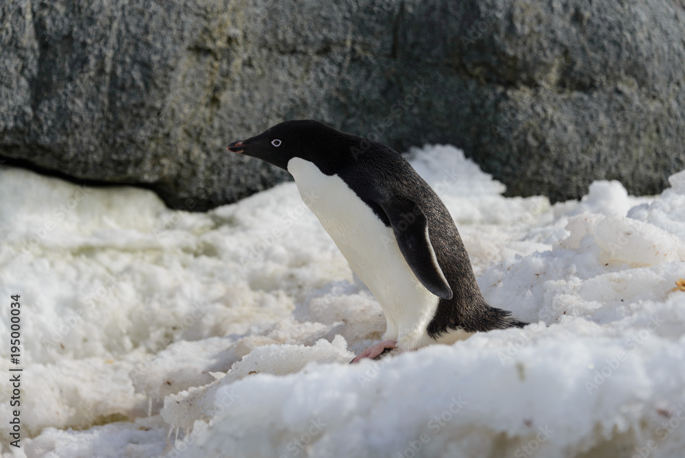 Fototapeta premium Adelie penguin on snow