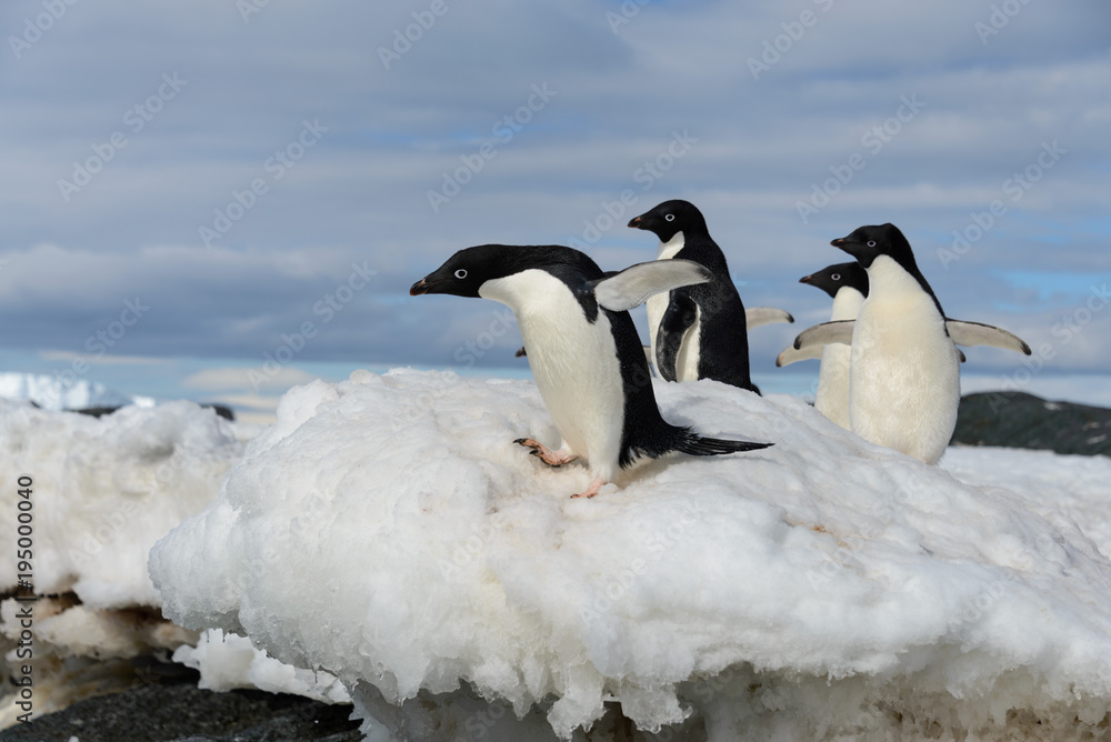 Fototapeta premium Adelie penguins on snow