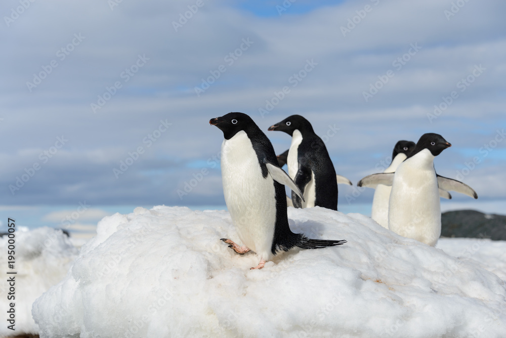 Obraz premium Adelie penguins on snow