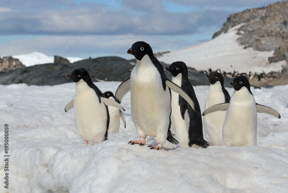 Fototapeta premium Adelie penguins on snow