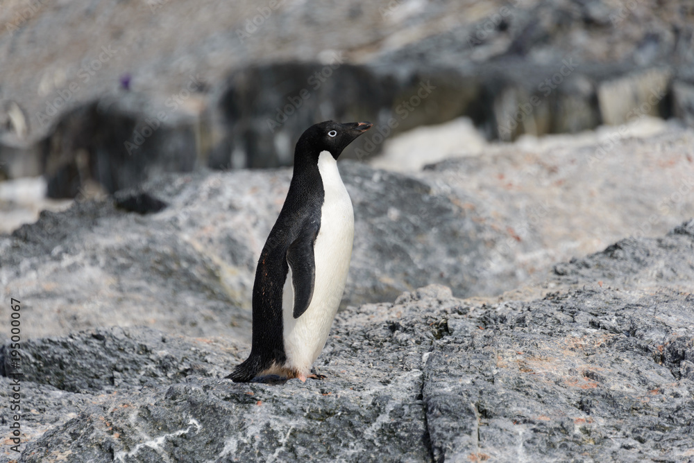 Obraz premium Adelie penguin on rock