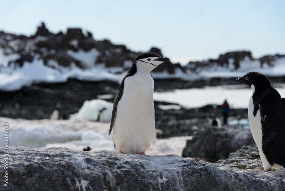 Fototapeta premium Chinstrap penguin on the beach