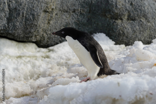 Adelie penguin on snow