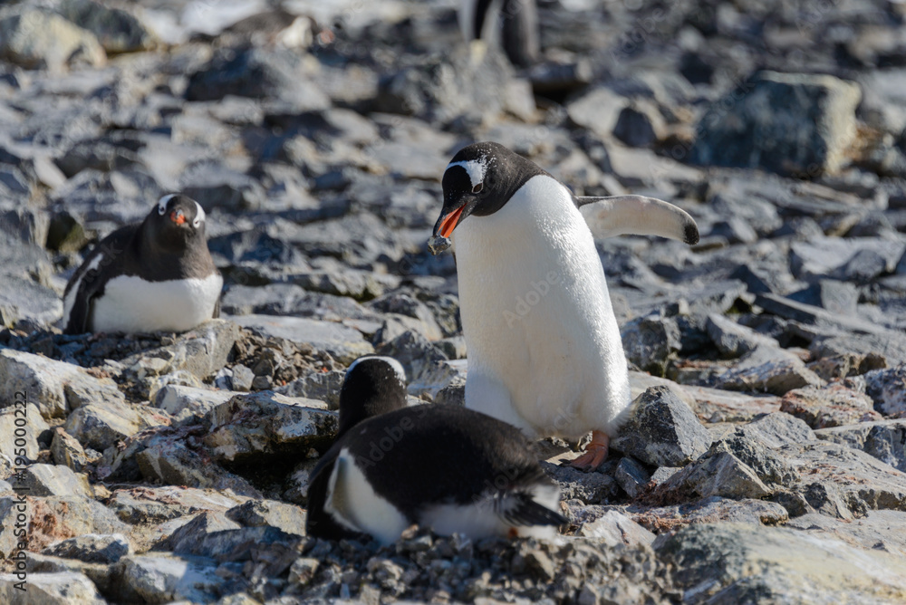 Fototapeta premium Gentoo penguin put stone in nest