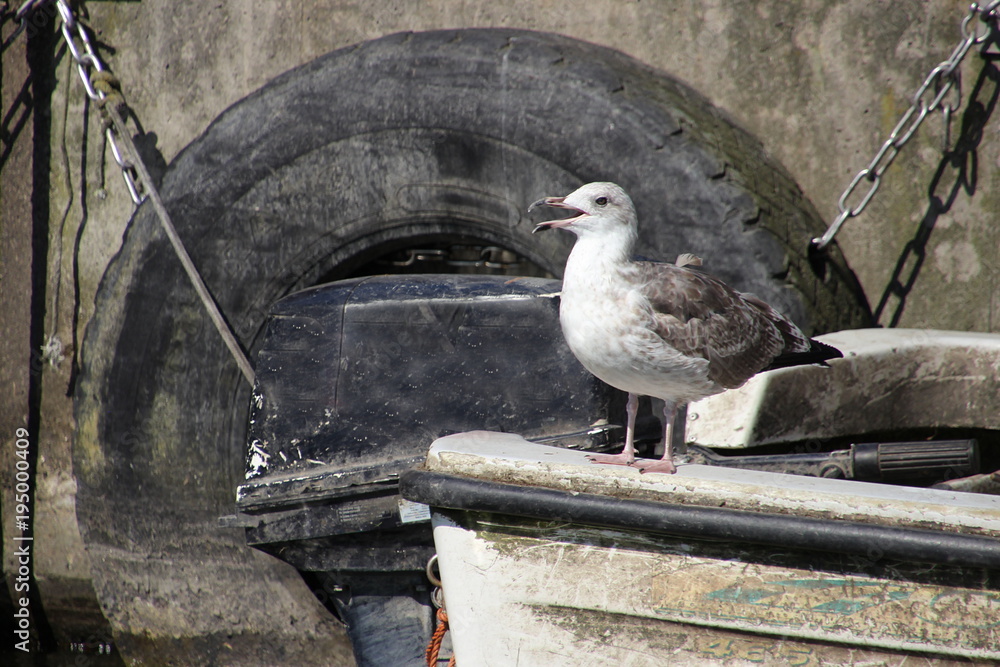 GEBURT - JUNGE BOOT & MÖWEN main image 1