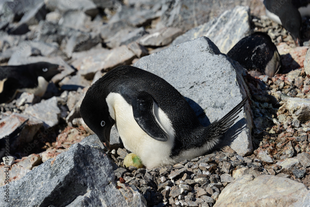 Fototapeta premium Adelie penguins in nest