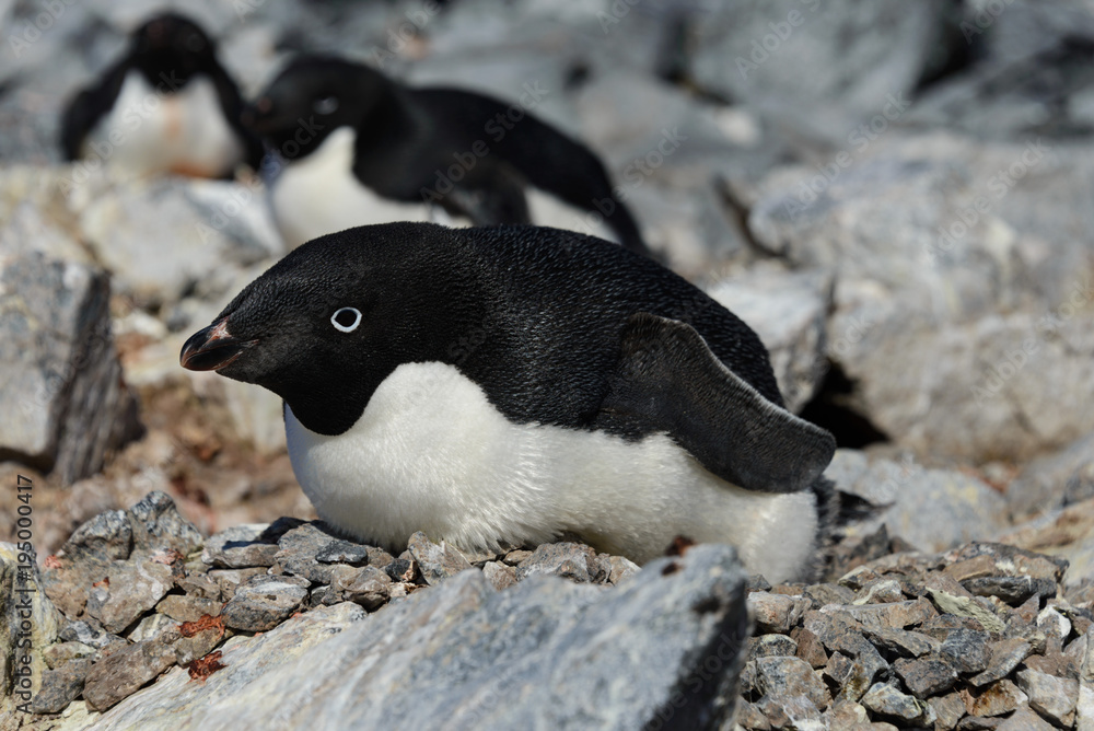 Fototapeta premium Adelie penguins in nest