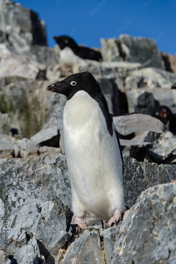 Fototapeta premium Adelie penguin on rock