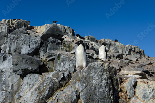 Adelie penguins on beach © Alexey Seafarer