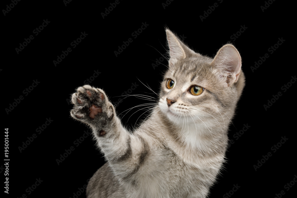 Funny Portrait of Tabby Kitten with Raising paw at side on Isolated Black Background