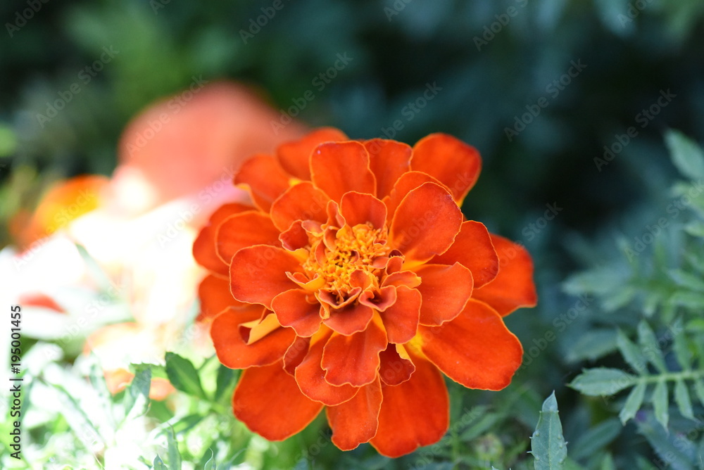 Macro photo of a flower Macro photo of a flower