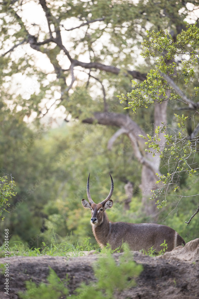 A vertical, colour image of a waterbuck, Kobus ellipsiprymnus, standing in the Greater Kruger Transfrontier Park, South Africa. A vertical, colour image of a waterbuck, Kobus ellipsiprymnus, standing in the Greater Kruger Transfrontier Park, South Africa.