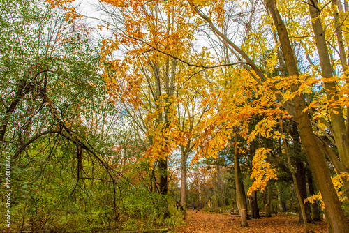 Trees in autumn