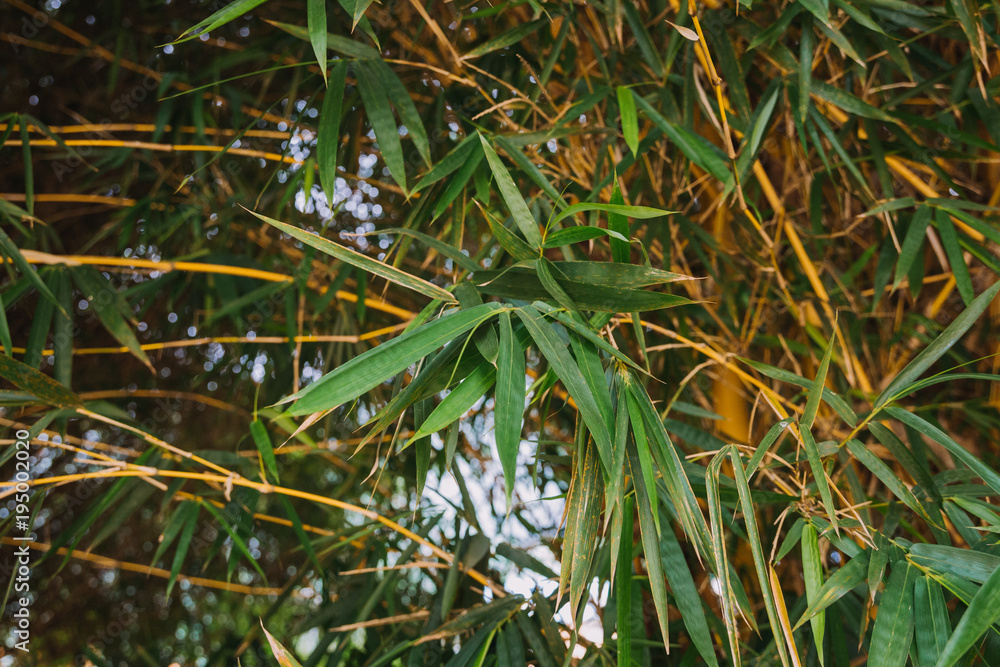 Fototapeta premium bamboo leaves