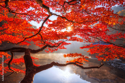 Autumn Maple red  in Naejangsan national park, South korea