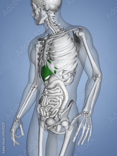 Fototapeta samoprzylepna Wątroba, 3D Model człowieka