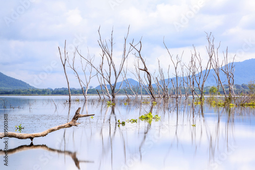 Birds sitting on dead woods and trees which standing in Big Reservoir called Bangpra at Chonburi Thailand with reflection  blue sky in background  Long Exposure shot